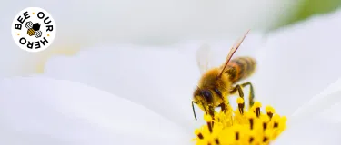 bee-header-image1.png