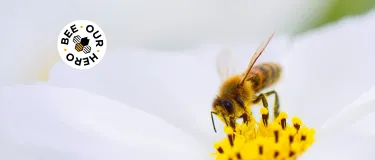 header-images-bee-page.jpg