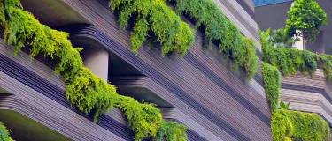 PEDEMEDE_ECO_HEADER IMAGE