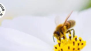 bee-header-image1.png
