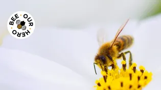 header-images-bee-page.jpg