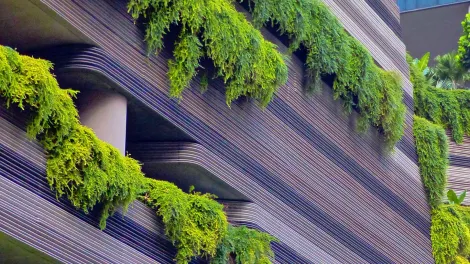 PEDEMEDE_ECO_HEADER IMAGE