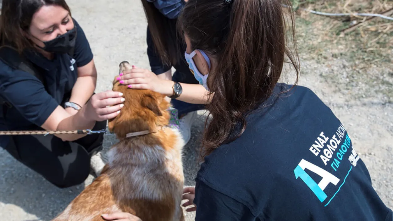 ΚΥΜΑ- Ένας Άθλος ακόμα για τα ζώα