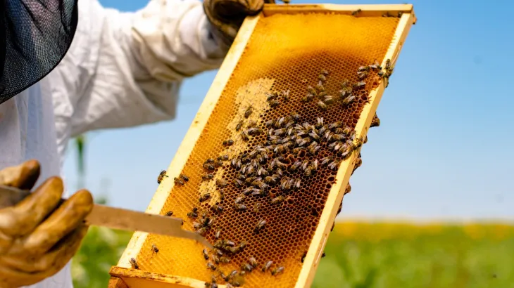 Μελισσοκόμοι