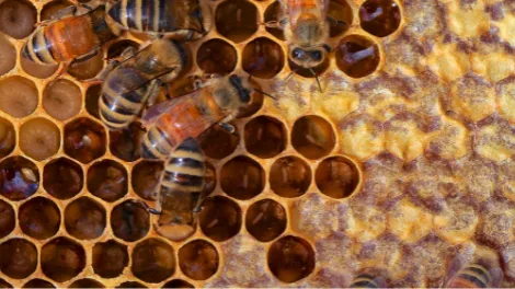 bees-size.png