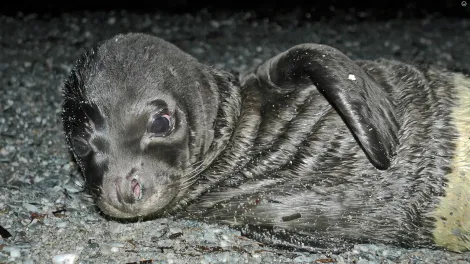 "Γίνε Νονός"